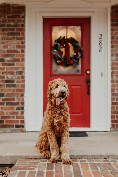 THE BEST FAMILY CHRISTMAS CARD IDEAS